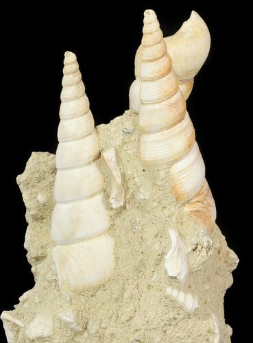 Beautiful Fossil Turritella Cluster - France #47973